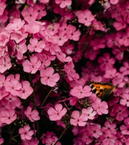 Heeft de natuur baat bij een lockdown?