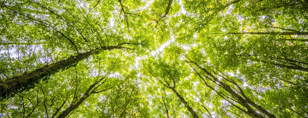 ‘Buiten word je omhuld door de bomen en gekust door de lucht.”