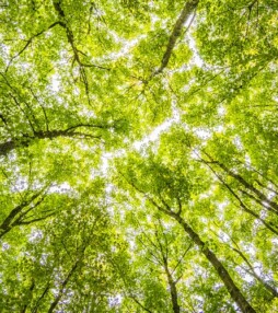 ‘Buiten word je omhuld door de bomen en gekust door de lucht.”