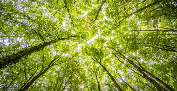 ‘Buiten word je omhuld door de bomen en gekust door de lucht.”