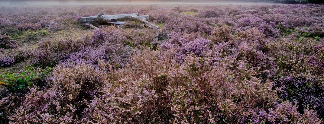 Ga mee oerwandelen in Drenthe