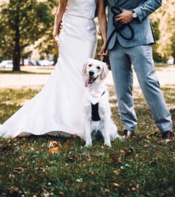 8 x honden die weddings crashen