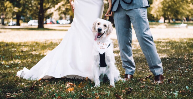 8 x honden die weddings crashen