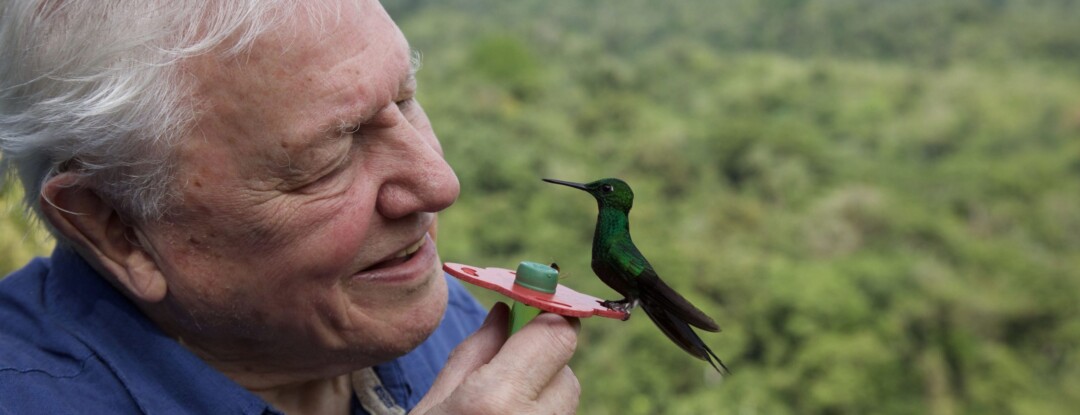 Docutip: David Attenborough schittert in Life in Colour