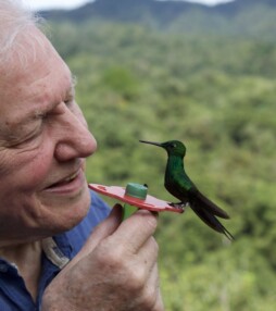 Docutip: David Attenborough schittert in Life in Colour