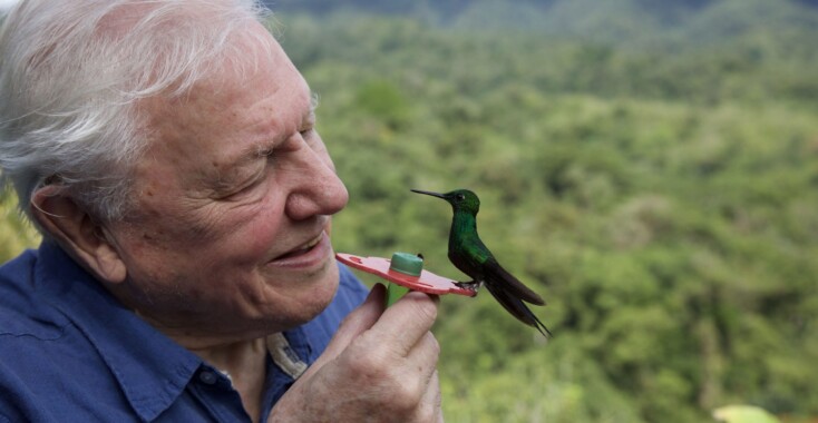 Docutip: David Attenborough schittert in Life in Colour