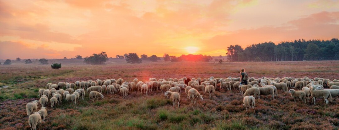 Ontdek de veelzijdige Veluwe