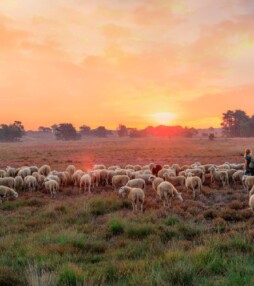 Ontdek de veelzijdige Veluwe