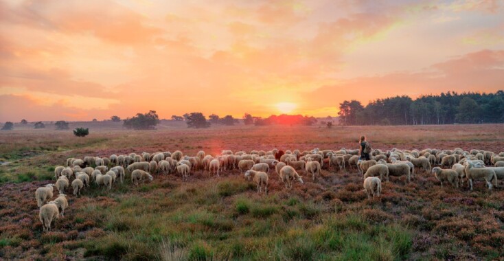 Ontdek de veelzijdige Veluwe