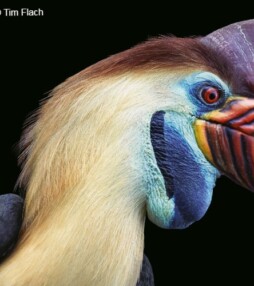 De verbazingwekkende schoonheid van vogels