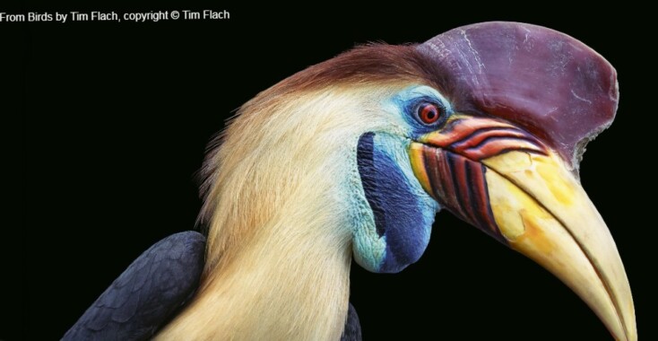 De verbazingwekkende schoonheid van vogels