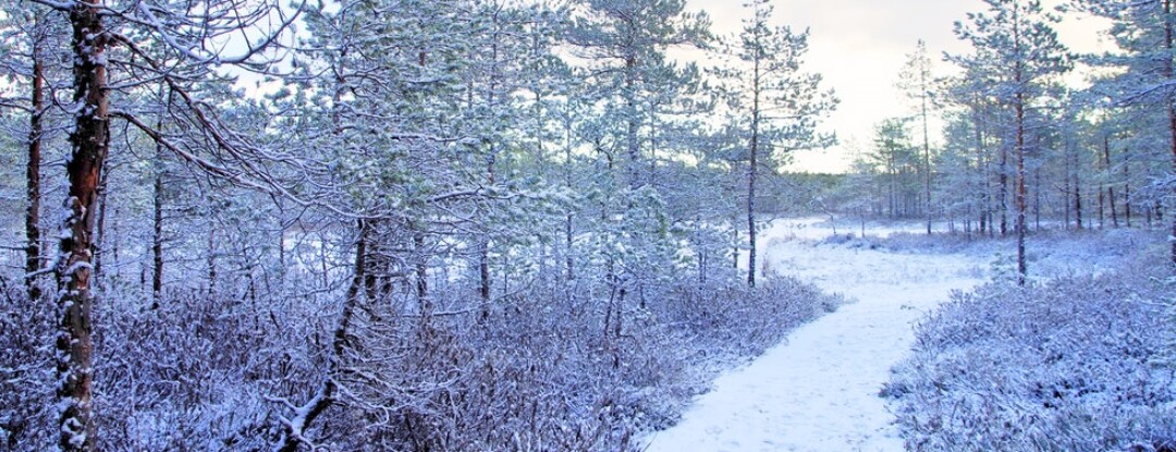 7x de mooiste winterwandeling in Nederland