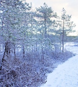 7x de mooiste winterwandeling in Nederland