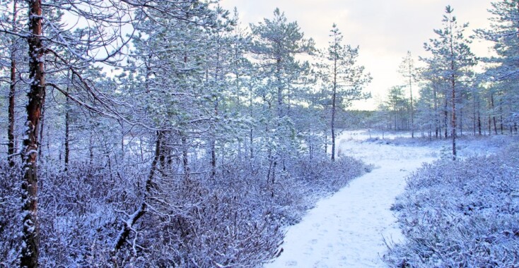 7x de mooiste winterwandeling in Nederland