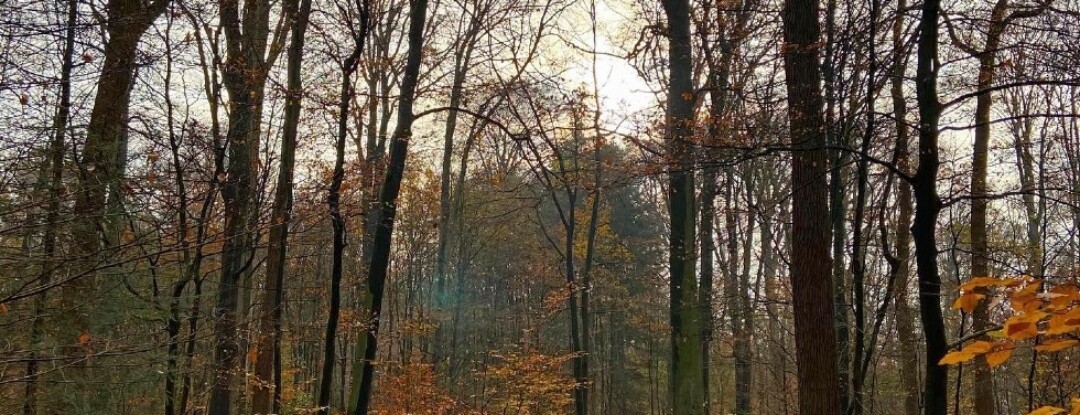 Als de zon even schijnt, lijken de blaadjes op de grond wel van goud