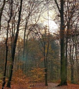 Als de zon even schijnt, lijken de blaadjes op de grond wel van goud