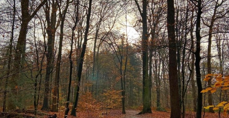 Als de zon even schijnt, lijken de blaadjes op de grond wel van goud