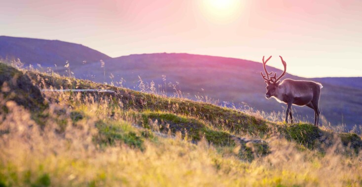 Veelzijdig Scandinavië