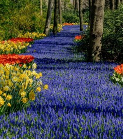 Tulp Mania in de Keukenhof + winactie