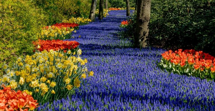 Tulp Mania in de Keukenhof + winactie