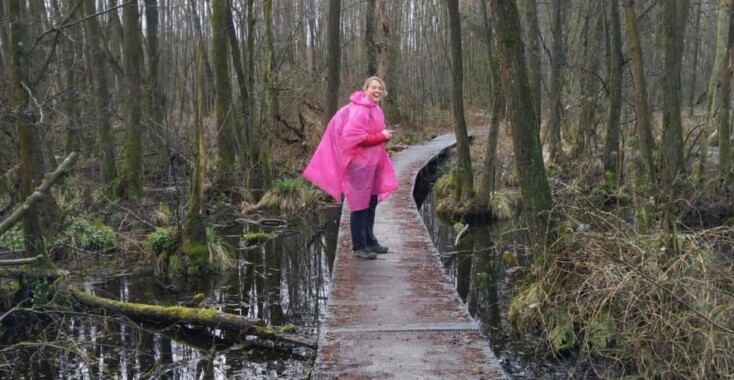 Zou de kudde Galloway-runderen met kleintjes ook in de rug aanvallen?