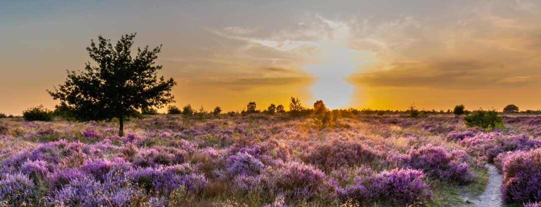 Hier geniet je van de bloeiende paarse heide