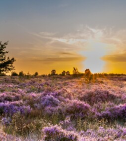 Hier geniet je van de bloeiende paarse heide