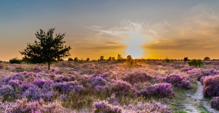 Hier geniet je van de bloeiende paarse heide