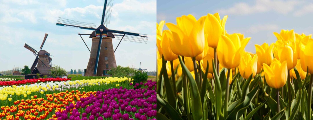 Bloemenpracht, ontdek de mooiste bollenvelden