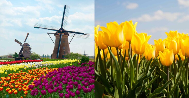 Bloemenpracht, ontdek de mooiste bollenvelden