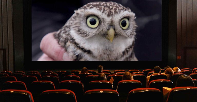 Wildlife Film Festival Rotterdam