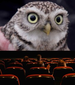 Wildlife Film Festival Rotterdam