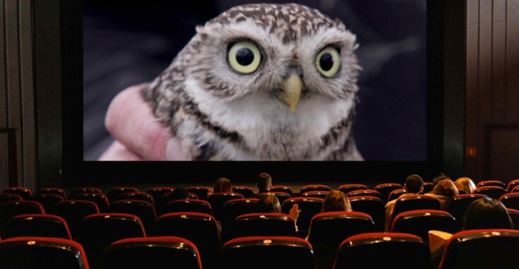 Wildlife Film Festival Rotterdam